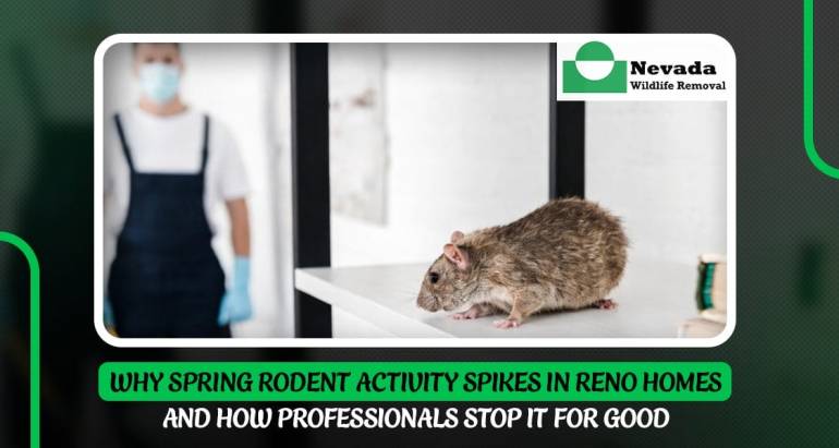 Why Spring Rodent Activity Spikes in Reno Homes—and How Professionals Stop It for Good