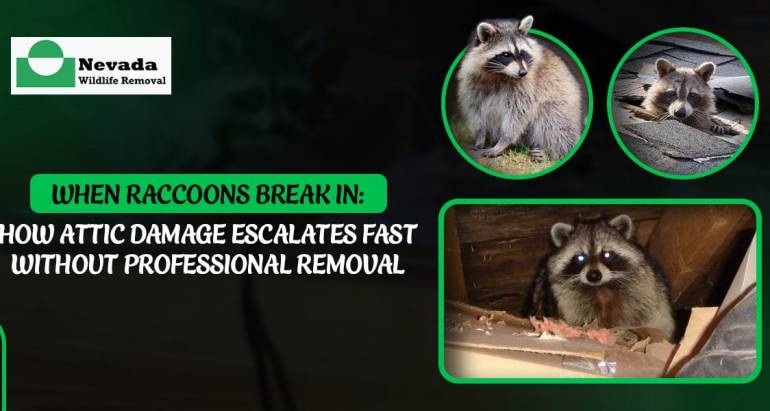 When Raccoons Break In: How Attic Damage Escalates Fast Without Professional Removal