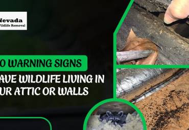 10 Warning Signs You Have Wildlife Living in Your Attic or Walls