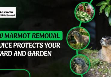 How Marmot Removal Service Protects Your Yard and Garden