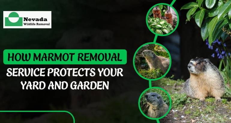 How Marmot Removal Service Protects Your Yard and Garden