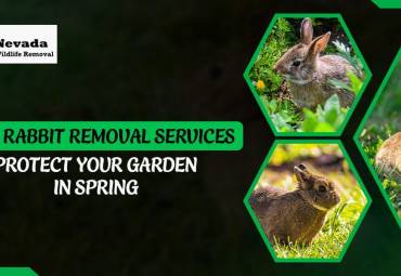 How Rabbit Removal Services Protect Your Garden in Spring