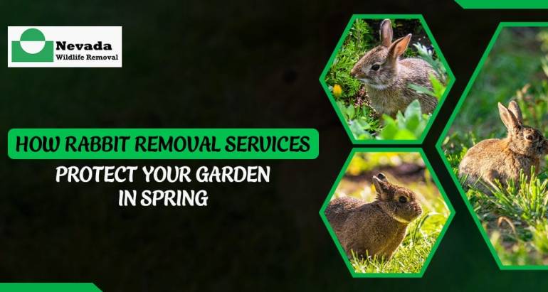 How Rabbit Removal Services Protect Your Garden in Spring