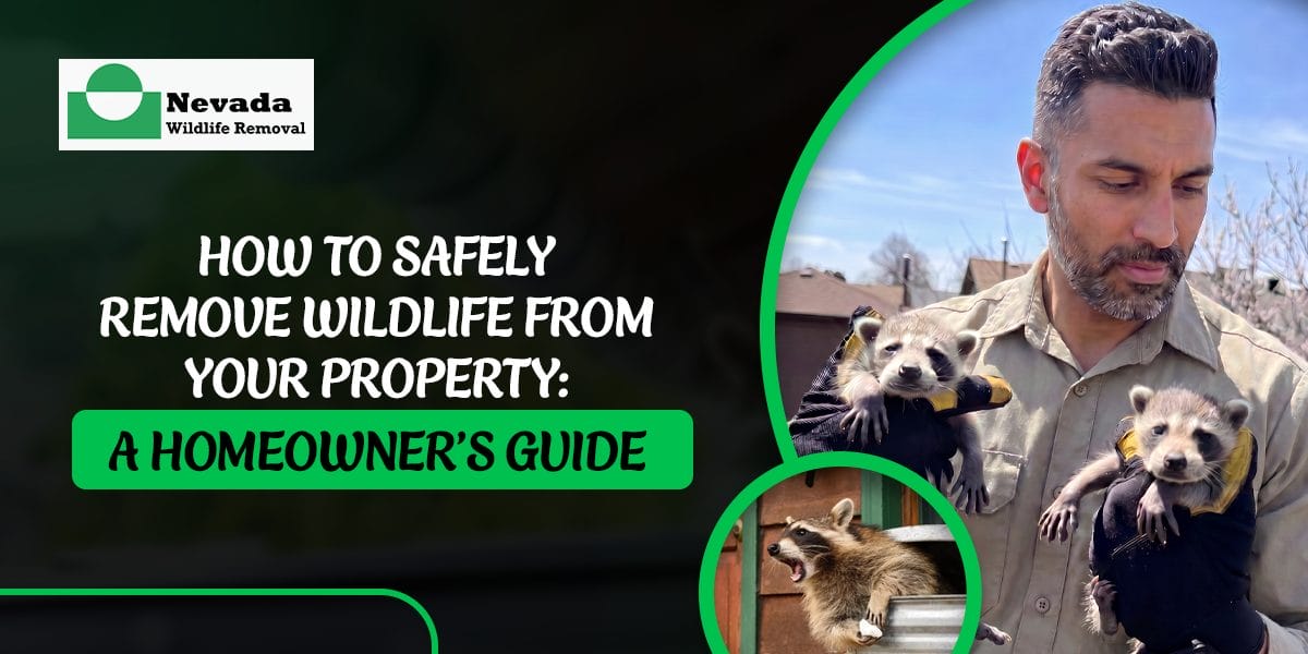 How to Safely Remove Wildlife from Your Property: A Homeowner’s Guide