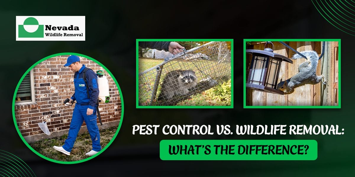 Pest Control vs. Wildlife Removal: What’s the Difference?