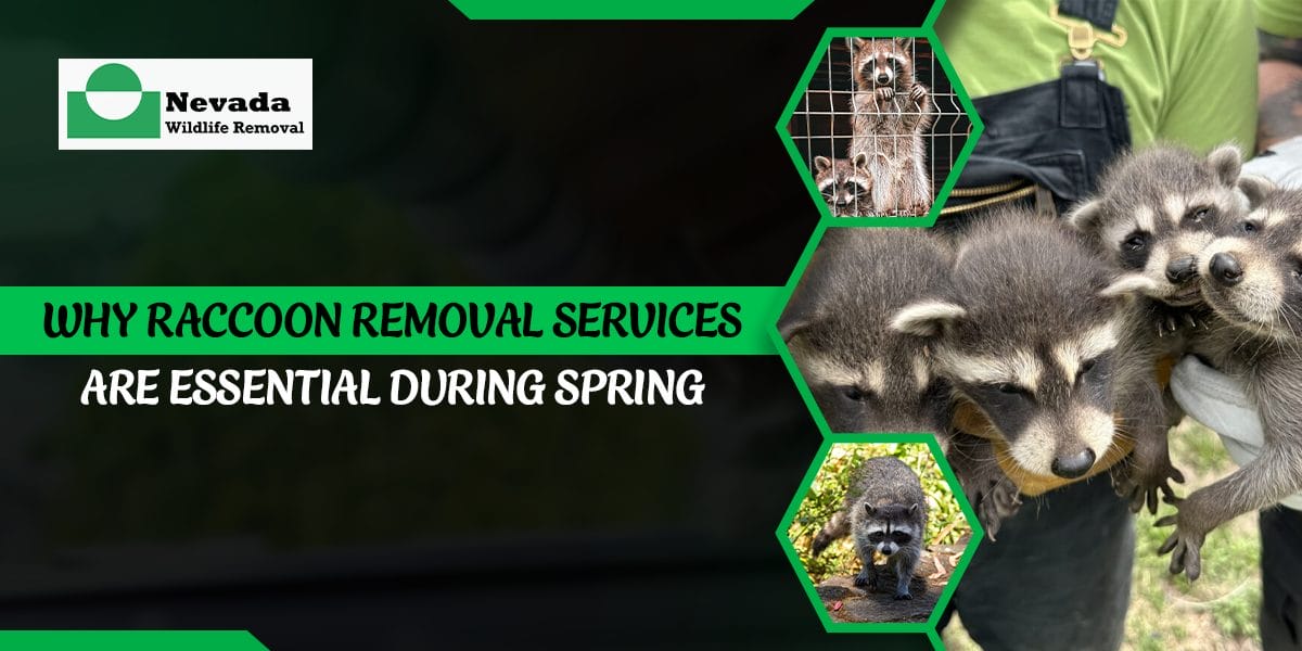 Why Raccoon Removal Services Are Essential During Spring