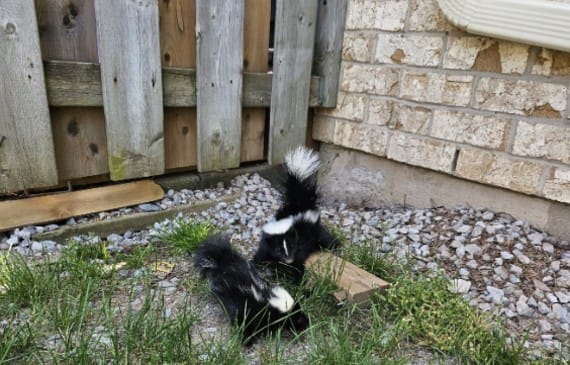 skunks