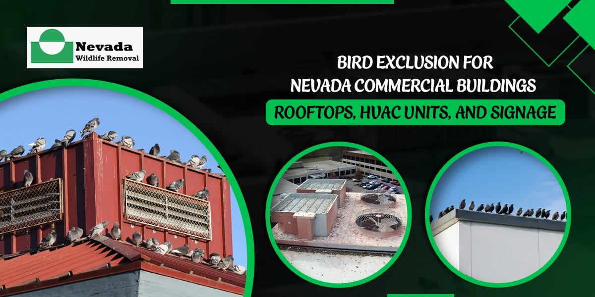 Bird Exclusion for Nevada Commercial Buildings – Rooftops, HVAC Units, and Signage