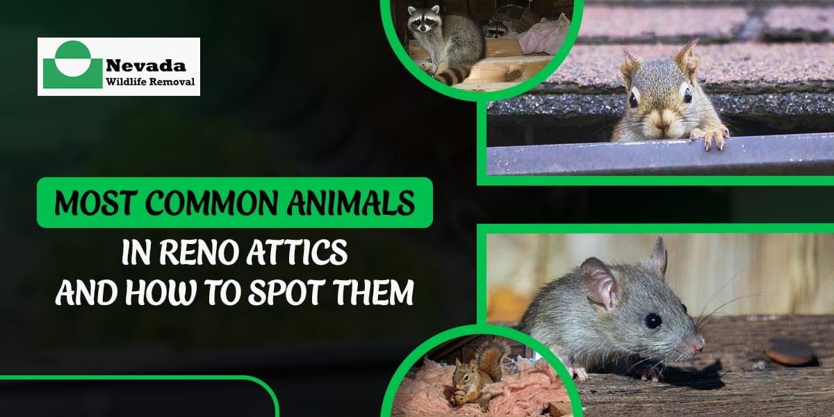 Most Common Animals in Reno Attics and How to Spot Them