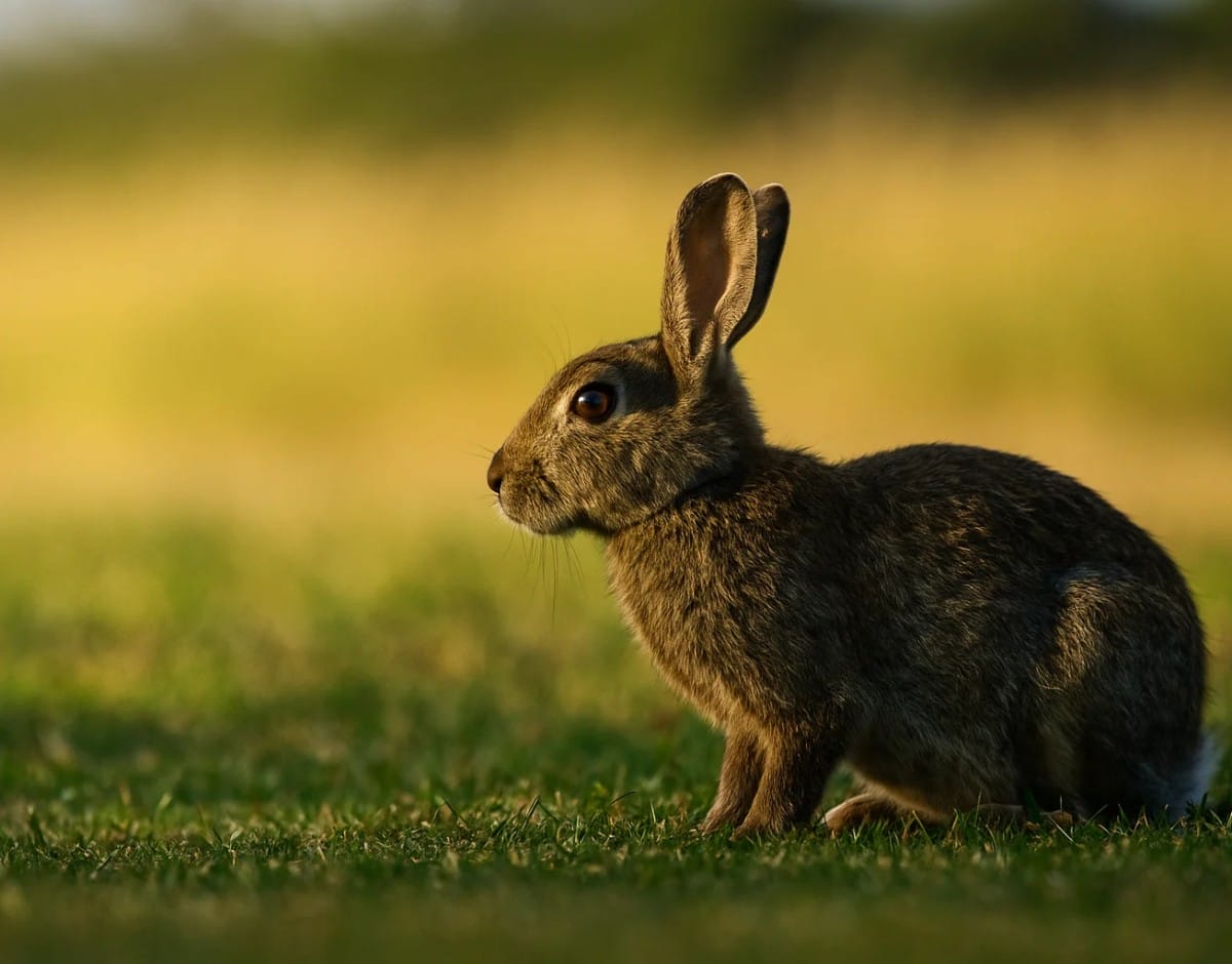 Rabbit