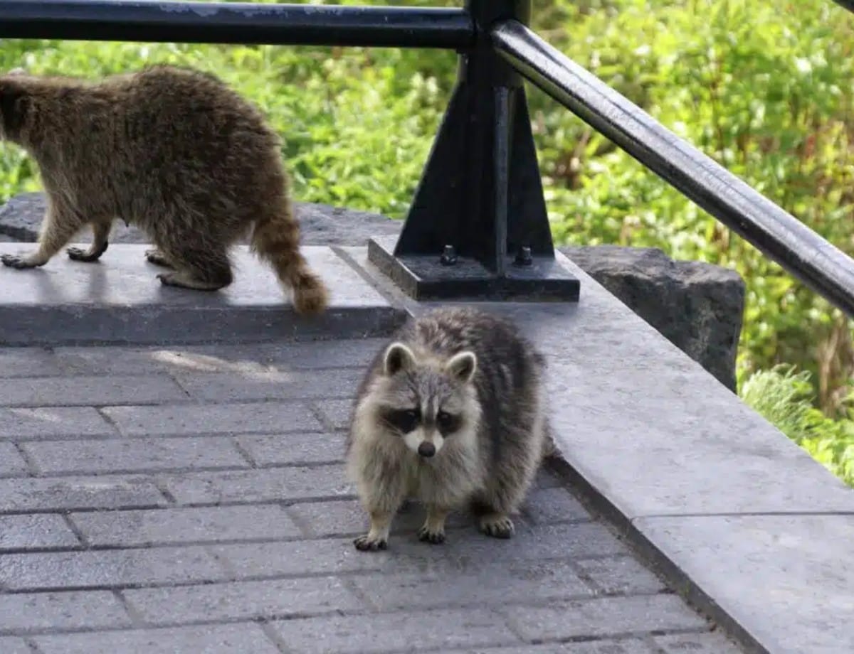 Racoons Removal