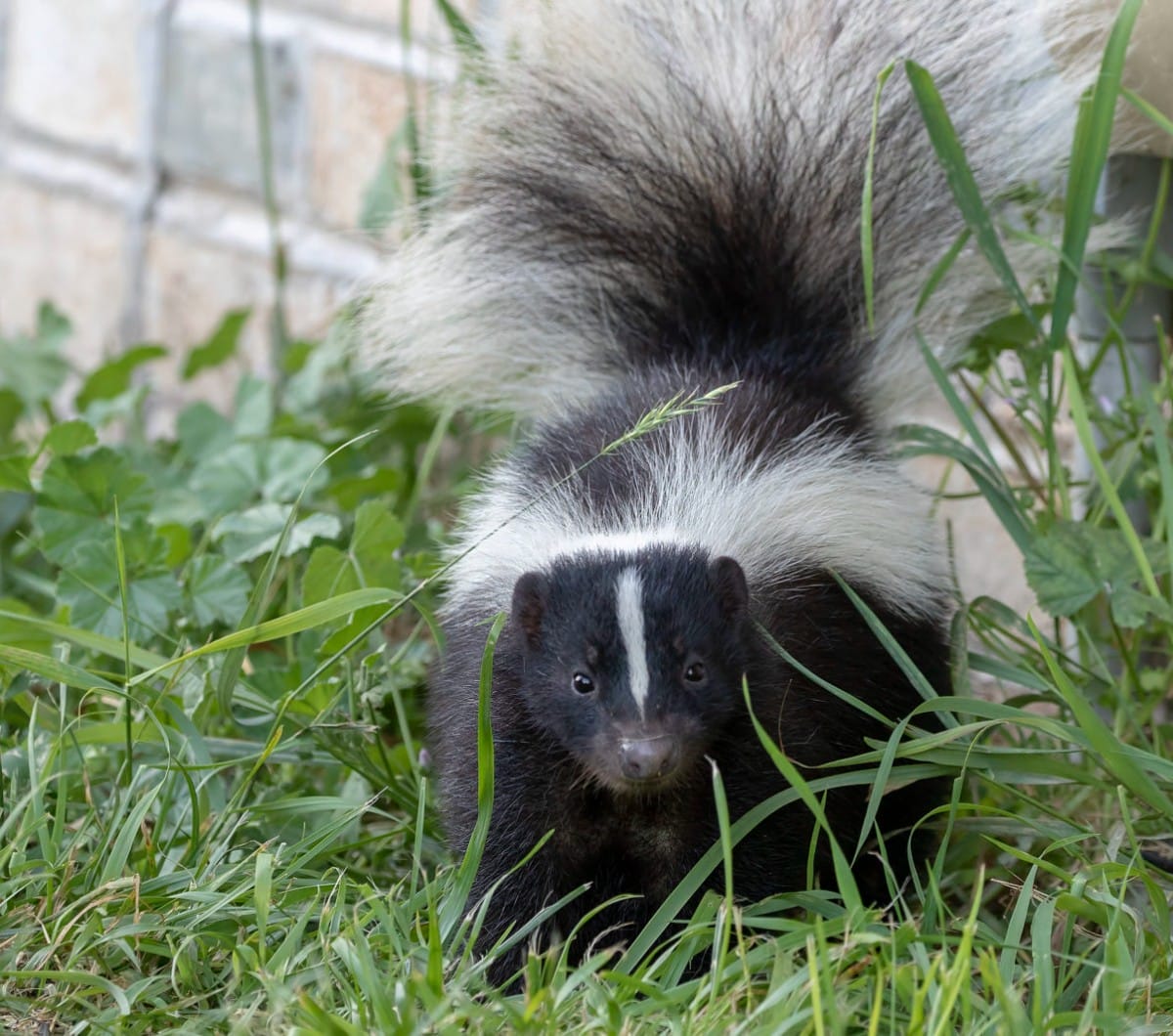 Skunk-Removal Skunk-Removal