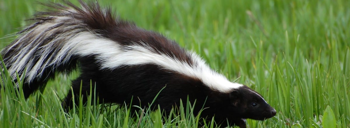Skunk-Removal