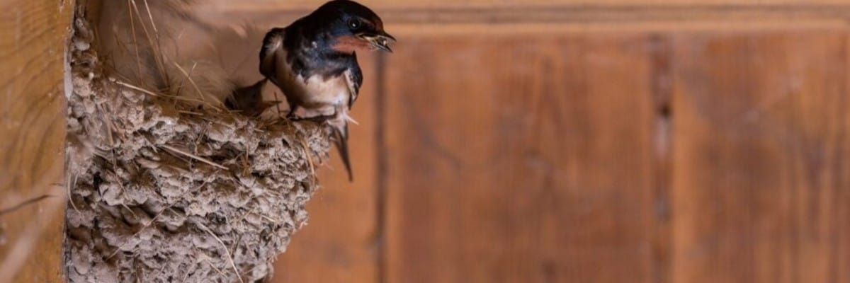 Bird Exclusions Service Bird Exclusions Service