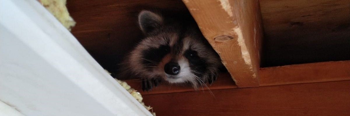 Racoons Removal Racoons Removal
