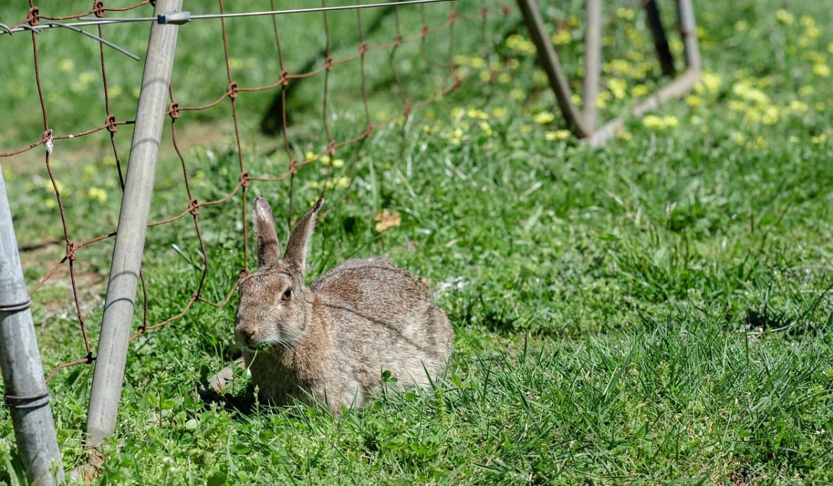 rabbit-control-london (1)