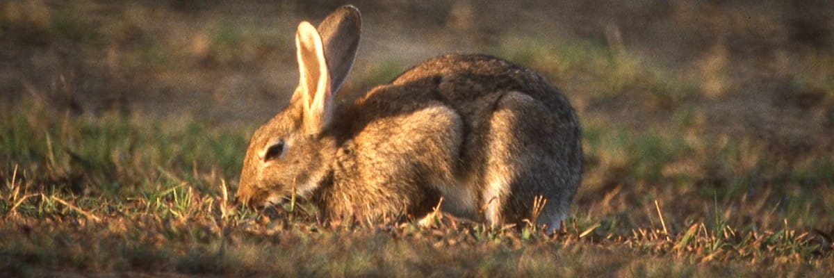 Rabbit Removal Rabbit Removal