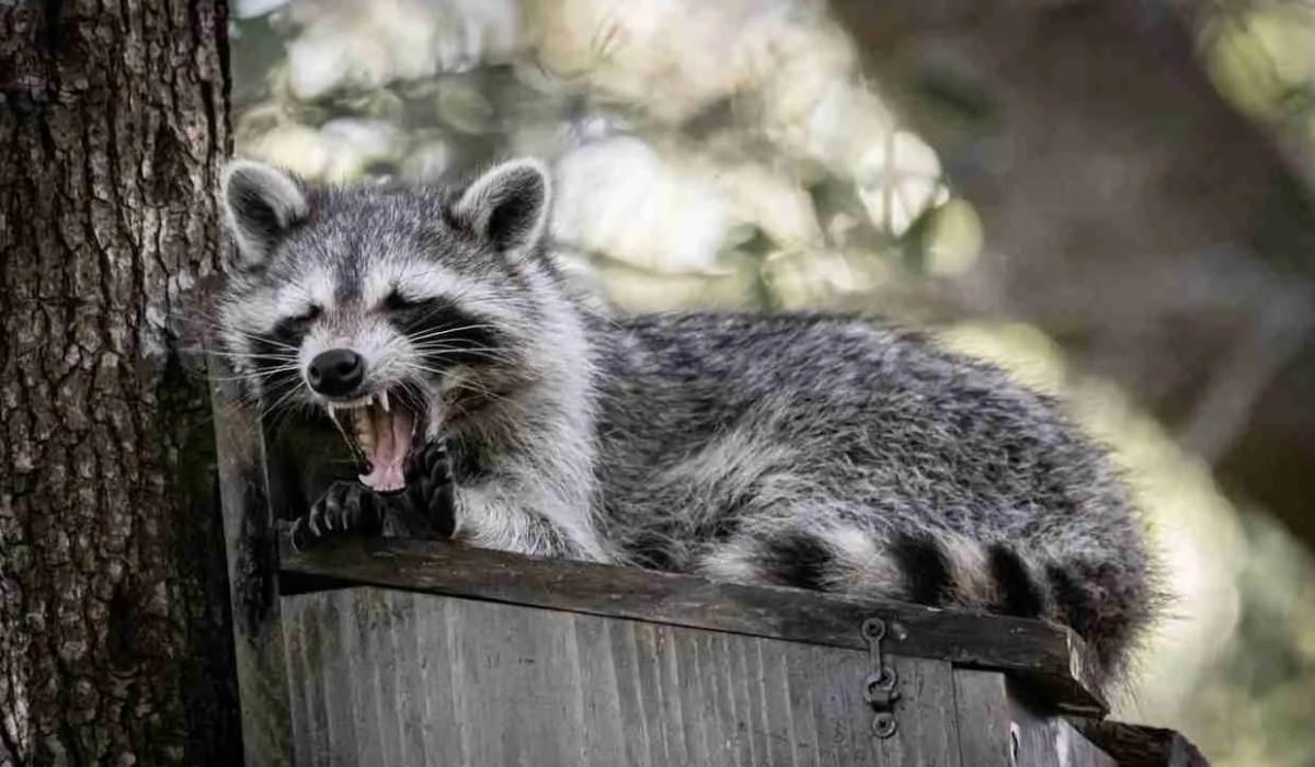 Racoons Removal Racoons Removal