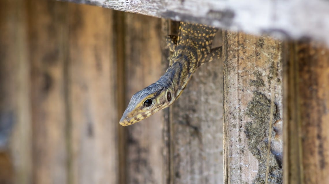 Reptile Removal