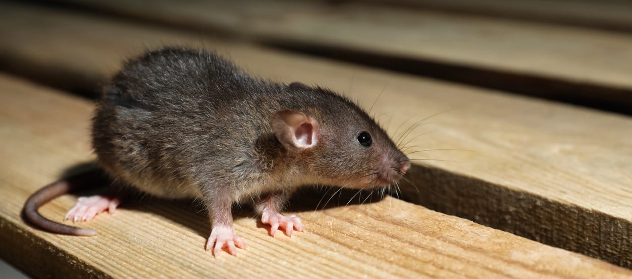 rodent Removal