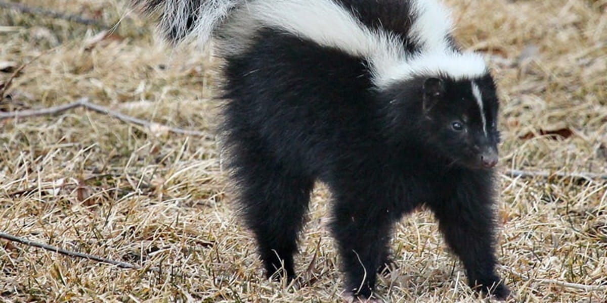 Skunk-Removal Skunk-Removal