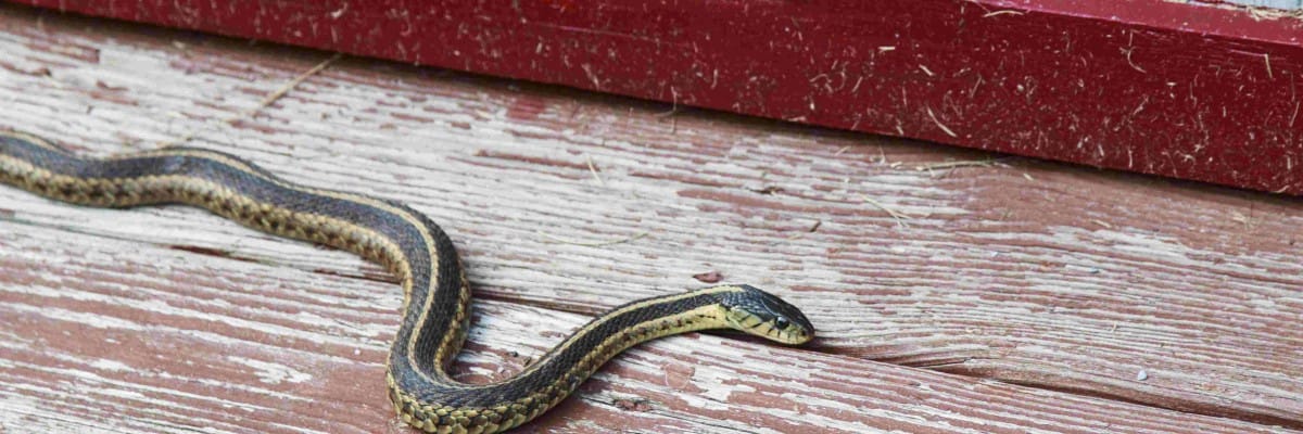 reptile removal