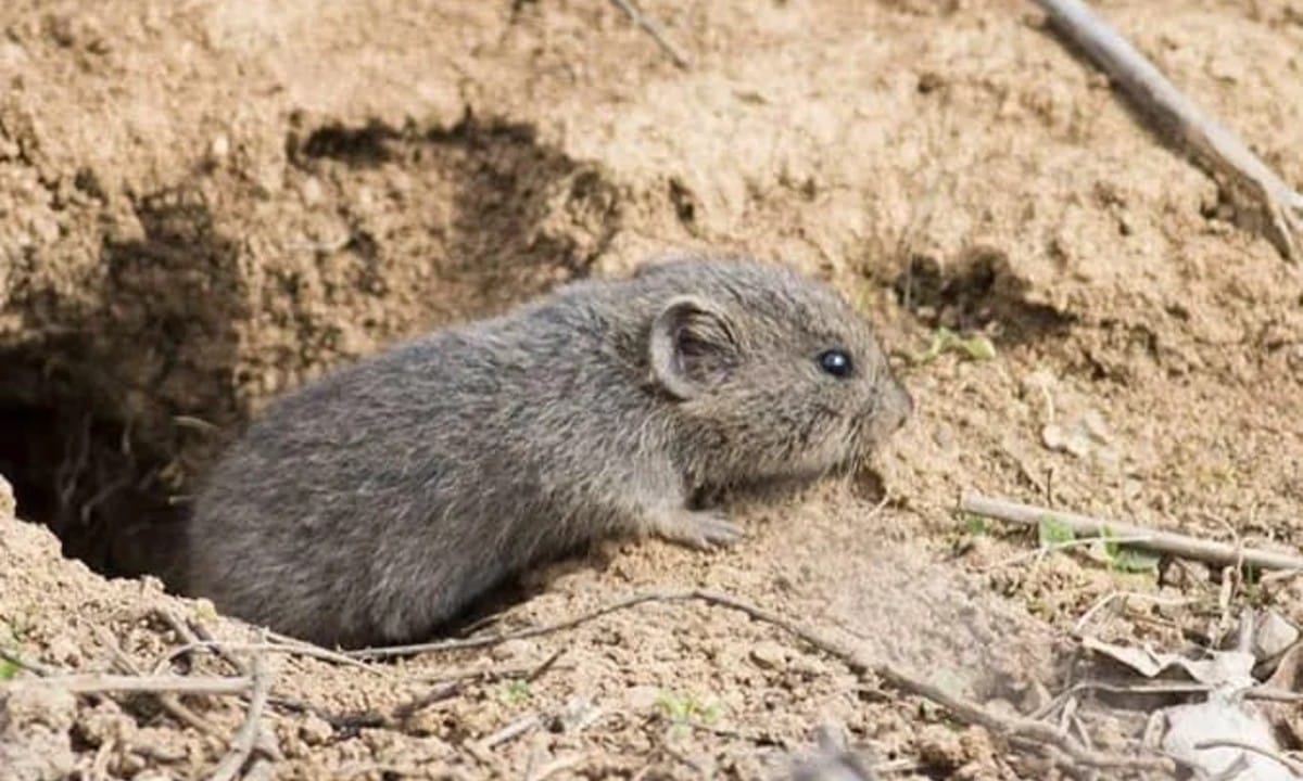 Vole Removal Vole Removal