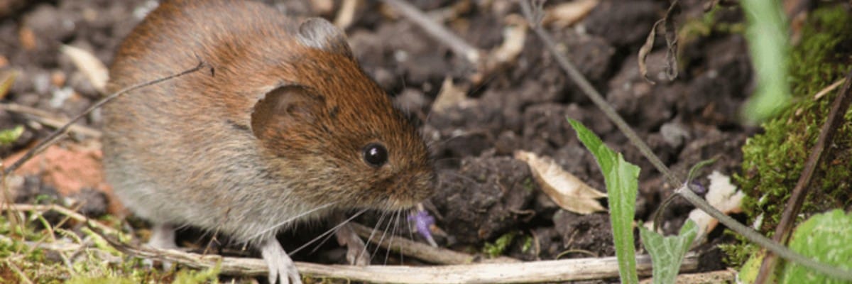 Vole Removal Vole Removal