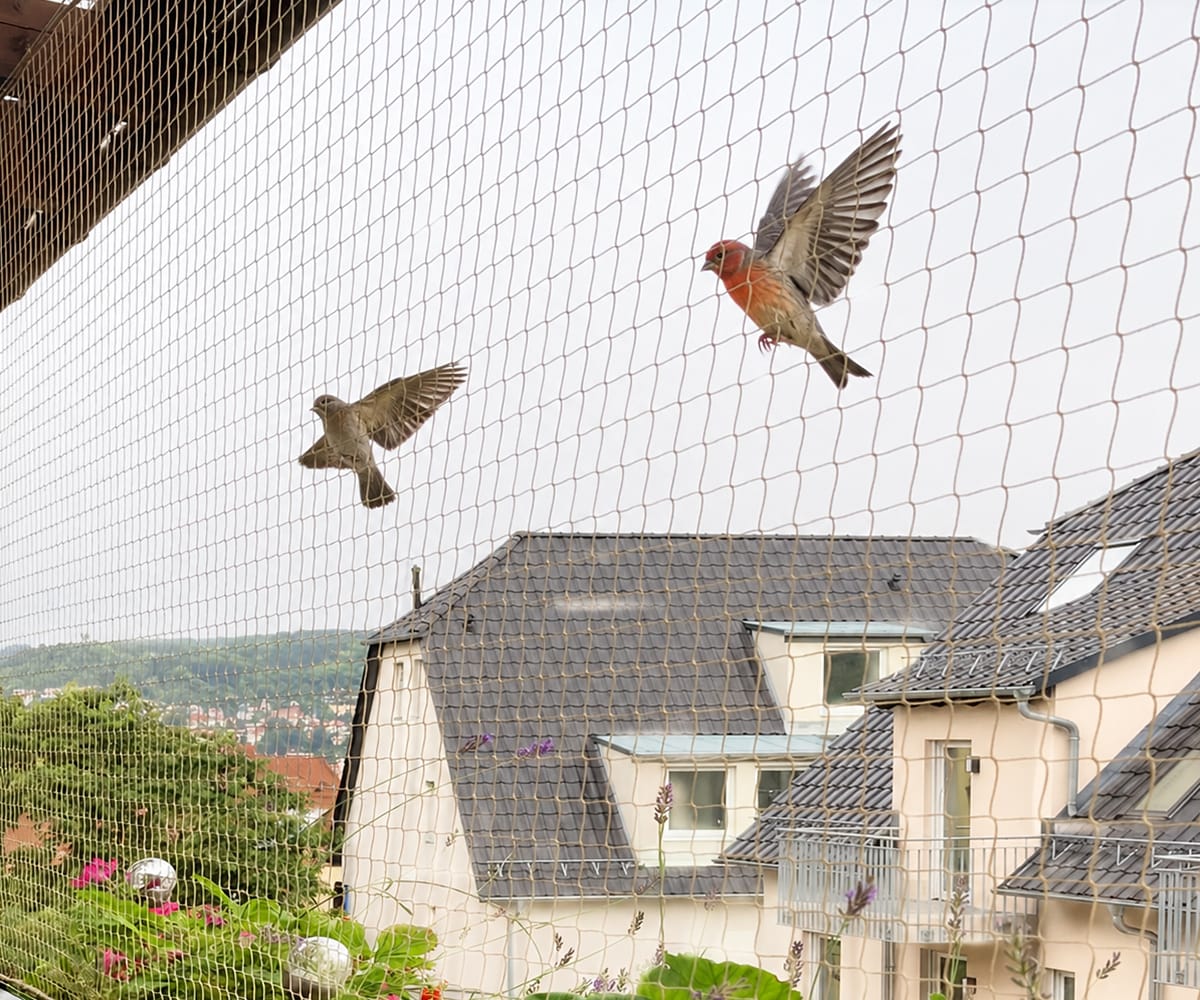 Birds 2 - 1