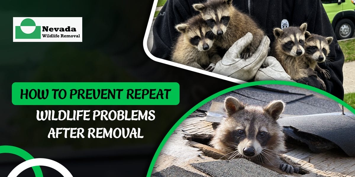 How to Prevent Repeat Wildlife Problems After Removal