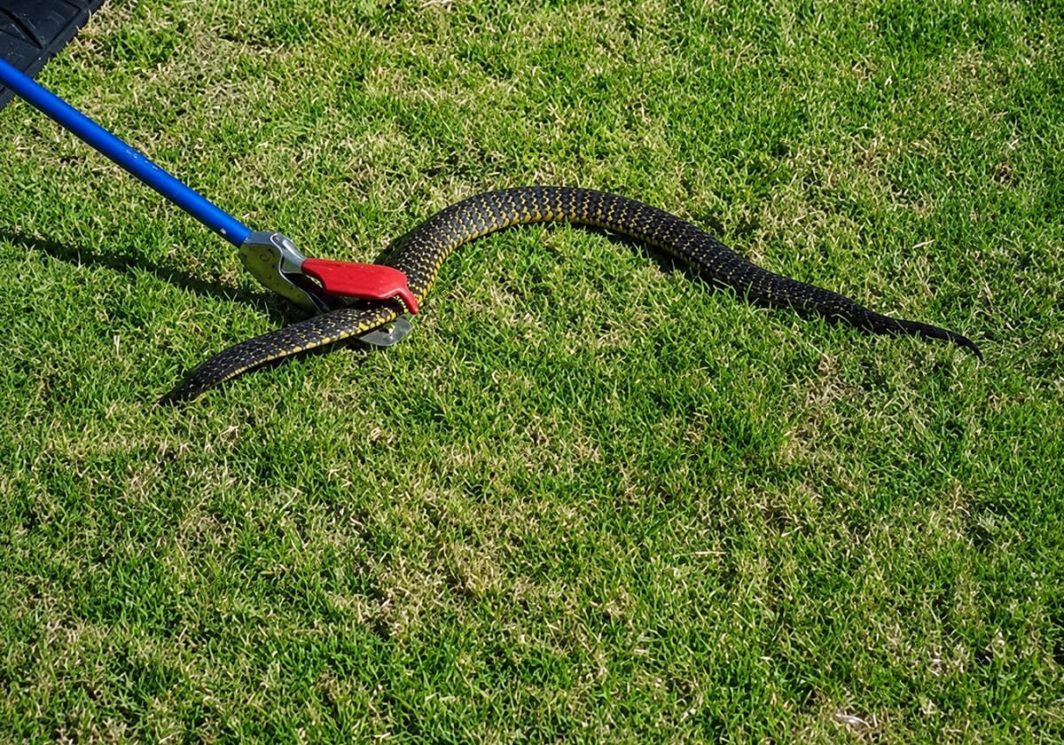 Snake-Control-Service