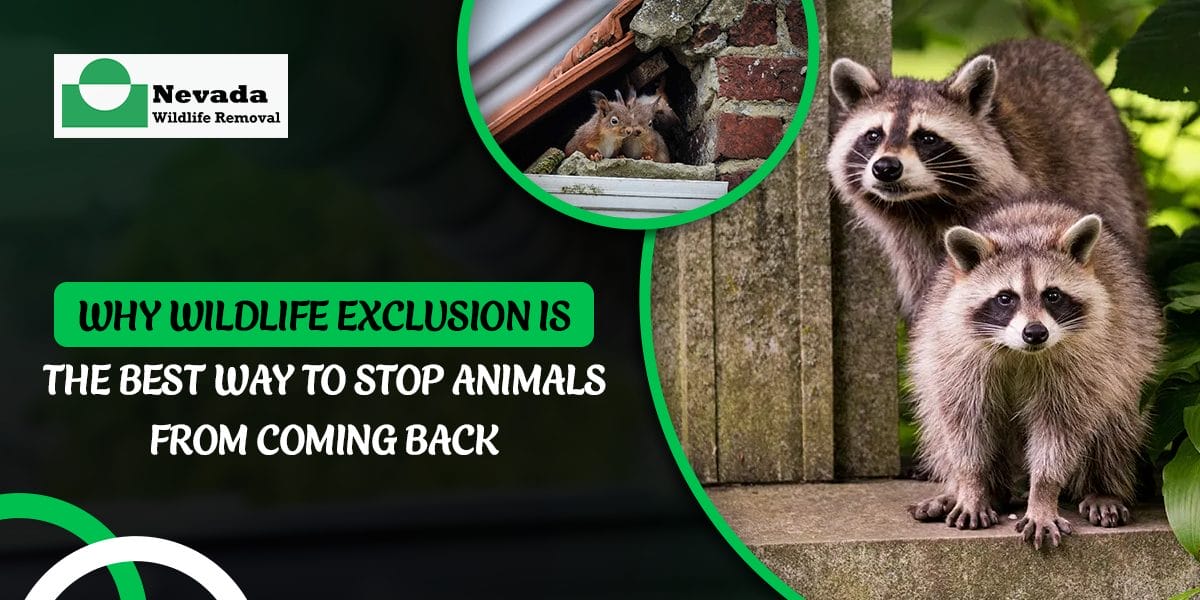 Why Wildlife Exclusion Is the Best Way to Stop Animals from Coming Back