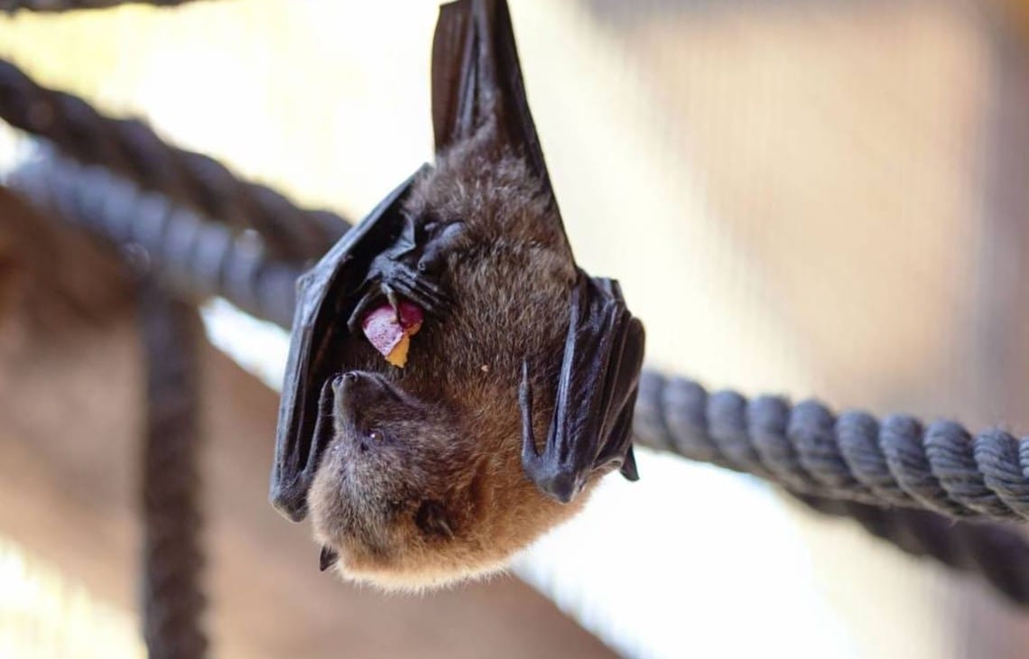 bat-branch-eats-its-food-1-1024x731 (2)