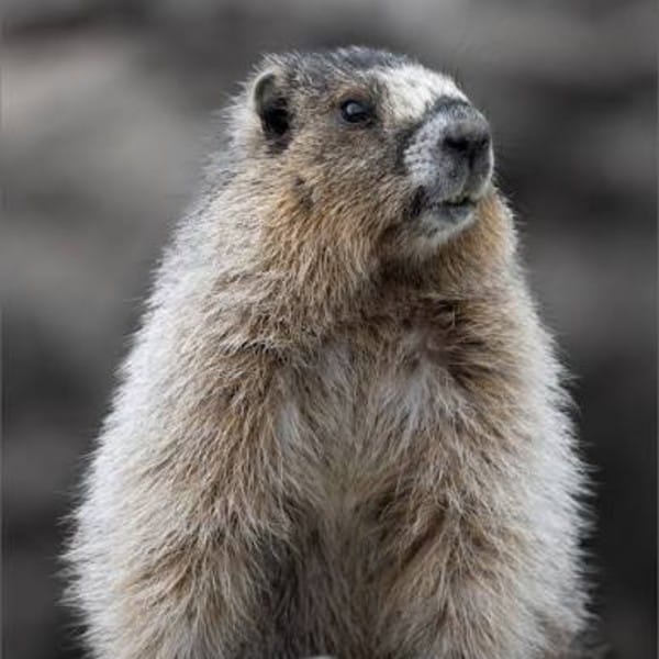 Marmot Removal