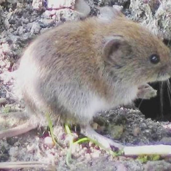 Vole Removal
