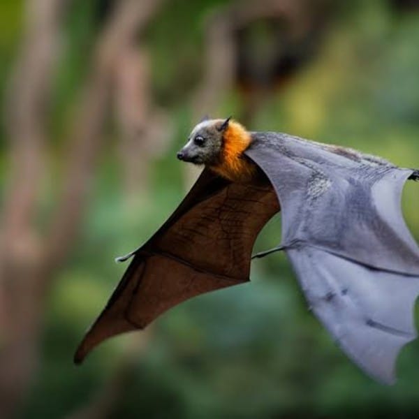 Bat Removal