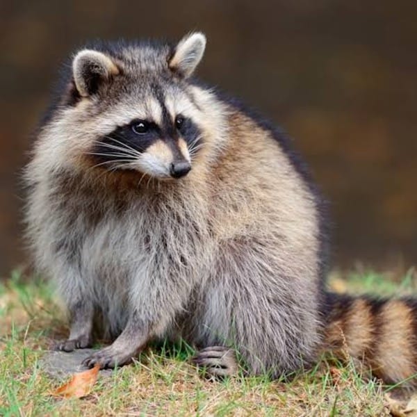Racoon Removal