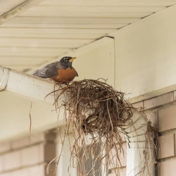 Birl Exclusion