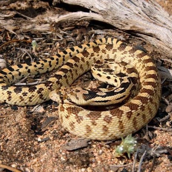 Reptiles Removal