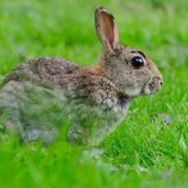 Rabbit Removal