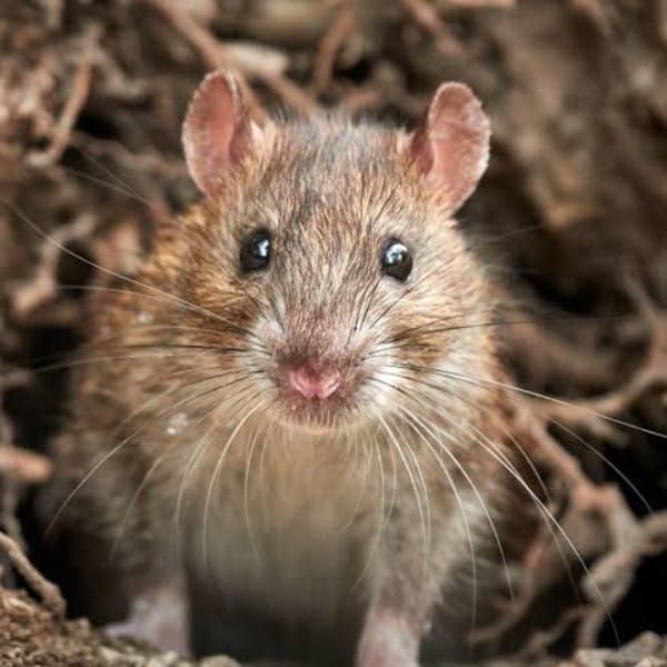 Rodent Removal